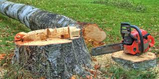 Best Tree Health Inspection  in Crimora, VA
