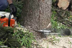  Crimora, VA Tree Services Pros