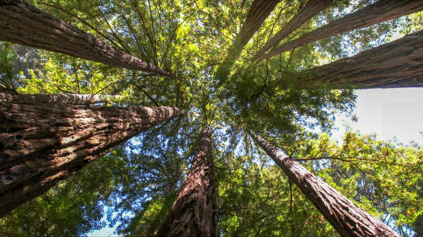 Best Arborist Consultation Services  in Crimora, VA