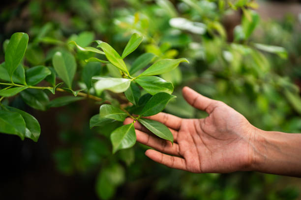 Best Emergency Tree Removal  in Crimora, VA