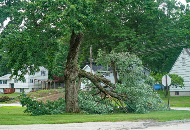 Best Hazardous Tree Removal  in Crimora, VA