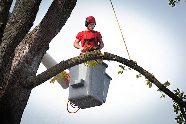 Best Root Management and Removal  in Crimora, VA