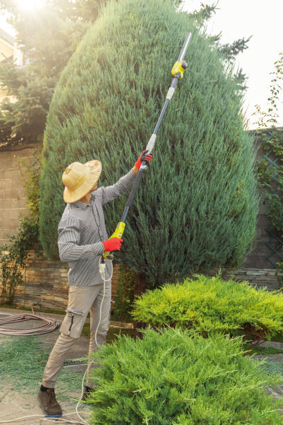 Best Palm Tree Trimming  in Crimora, VA