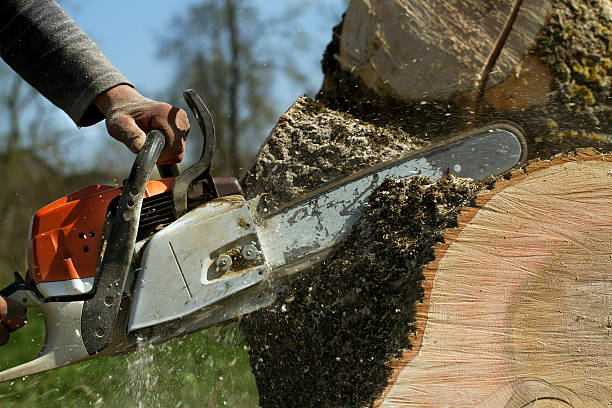 Best Tree Preservation Services  in Crimora, VA