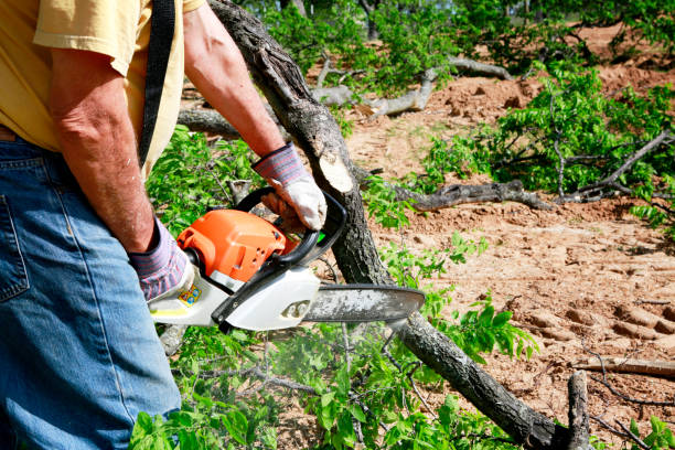 Best Tree Risk Assessment  in Crimora, VA
